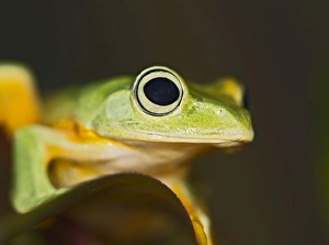 Images Dated 22nd December 2011: Wallaces Tree Frog / Flying Frog - close up - controlled conditions 15281