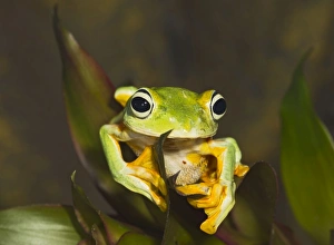 Images Dated 22nd December 2011: Wallaces Tree Frog / Flying Frog - close up showing feet used for gliding - controlled conditions