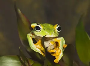 Foot Prints: Wallaces Tree Frog / Flying Frog - close up showing feet used for gliding - controlled conditions 15276