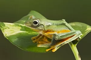 Wallaces Tree Frog / Flying Tree Frog - on leaf