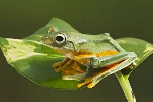 Reptiles And Amphibian Prints: Wallaces Tree Frog / Flying Tree Frog - on leaf - Controlled conditions 15337
