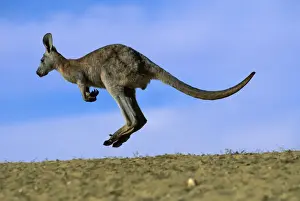 Wallaroo / Euro - Bounding, Sturt National Park, New South Wales, Australia JPF43369