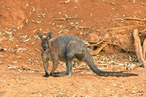 Images Dated 4th January 2006: Wallaroo or Euro - mature male Boolcoomatta Bush Heritage Australia Reserve