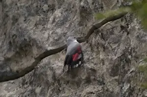 Wallcreeper - female Winter. Spanish Pyrenees, February