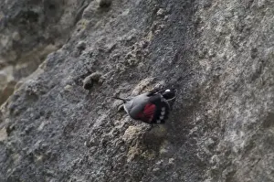 Wallcreeper - female Winter. Spanish Pyrenees, February