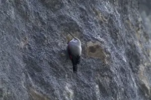 Wallcreeper - female Winter. Spanish Pyrenees, February