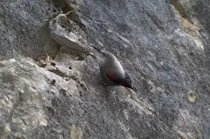 Wallcreeper - female Winter. Spanish Pyrenees, February
