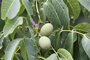 Walnut Prints: Walnut tree - fruit