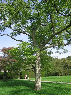 Walnut Prints: Walnut Tree - In garden, UK