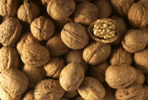 <b class=qtipBold><figcaption>Walnuts</figcaption></b><br>LA-914 Walnuts Jean Michel Labat Please note that prints are for personal display purposes only and may not be reproduced in any way.<br><em>© Jean-Michel Labat / ardea.com</em> Walnuts