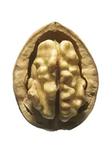 Walnut Prints: Walnuts In shell
