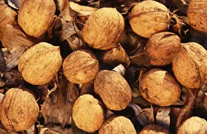 Walnut Prints: Walnuts - on soil