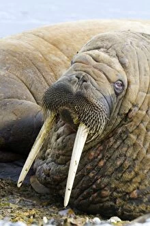 Images Dated 5th August 2012: Walrus