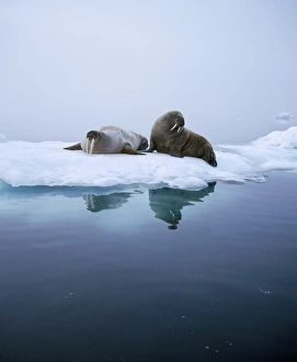 <b class=qtipBold><figcaption>WALRUS</figcaption></b><br>RS-144 WALRUS Odobenus rosmarus Robyn Stewart Please note that prints are for personal display purposes only and may not be reproduced in any way.<br><em>© Robyn Stewart/ardea.com</em> WALRUS