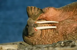 Flippers Prints: Walrus