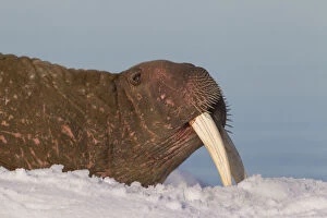 Walrus - adult male portrait - Svalbard, Norway