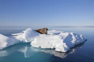 Walrus - adult male resting on ice floe - Svalbard, Norway