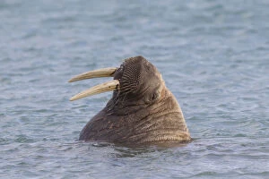 Walrus - adult male - Svalbard, Norway