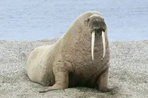 Spitzbergen Prints: Walrus - On beach Svalbad, Spitzbergen