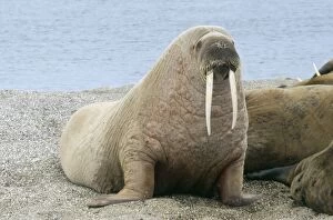 Images Dated 29th September 2005: Walrus - On beach Svalbad, Spitzbergen