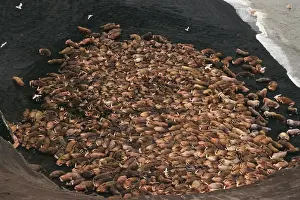 Walrus - bulls hauled out along the Alaska Peninsula's Bering Sea coast. Summer. ML372