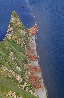 Images Dated 23rd November 2007: Walrus - colony