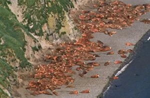 Images Dated 22nd May 2008: Walrus - colony