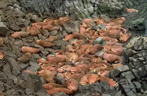 Walrus - colony