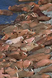 Walrus - colony