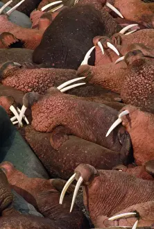 Walrus - colony