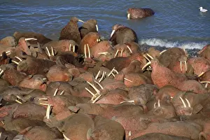 Walruses Prints: Walrus - colony - Arakamchechen Island - Northern Bearing Sea