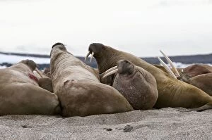 Walrus - Group on beach with raised heads