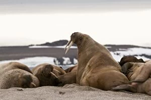 Walrus - Group - one with head raised on beach
