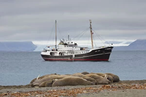 Walrus - group resting on beach with ship in the