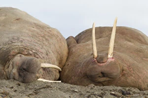 Walrus - group resting at the beach - Svalbard, Norway