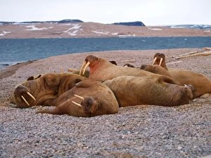 Images Dated 24th November 2009: Walrus - group - Svalbard, Norway