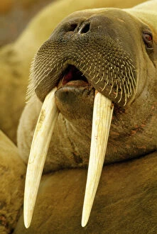 Walrus - large male, mouth open