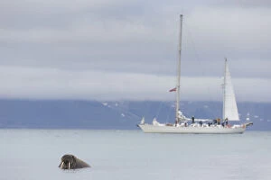 Walrus - male resting on beach with ship in the
