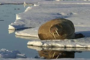 Walrus male resting on ice