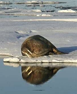 Images Dated 27th August 2003: Walrus male resting on ice. North spitzberg. Svalbard Norge