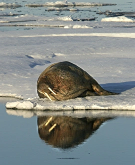 Images Dated 27th August 2003: Walrus male resting on ice. North spitzberg. Svalbard Norge
