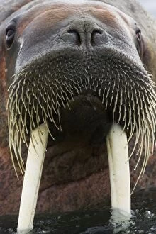 Walrus - Male in sea