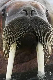 Marine Prints: Walrus - Male in sea - Svalbard (Spitsbergen) - Norway MA001772