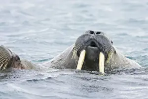 Oceans Prints: Walrus - Male in sea - Svalbard (Spitsbergen) - Norway MA001782