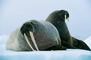 Walrus Pair, female with short tusks