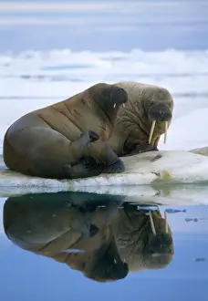 Walruses Prints: Walrus - pair on ice flow Svalbard Spitzbergen