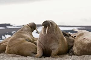 Walrus - Two reared up - on beach