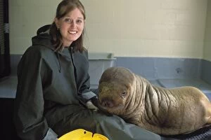 Walrus - Rehabilitator with orphan calf
