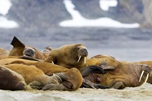 Walrus - resting in beach colony