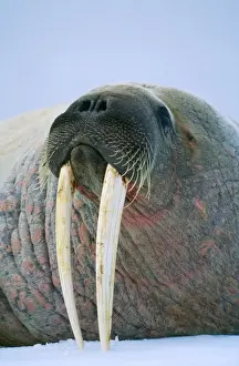 Tusks Prints: Walrus RS 224 Odobenus osmarus osmarus © Robyn Stewart / ardea. com